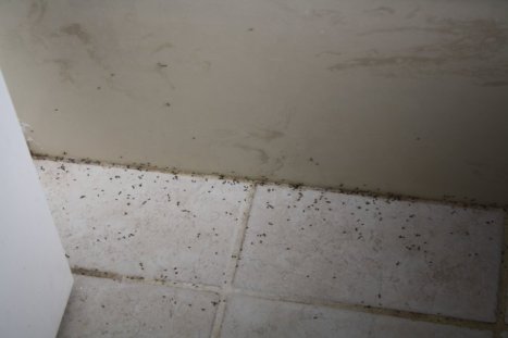 Tons of bugs in master bathroom at Eagles Crossing property