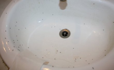 Tons of bugs in master bathroom at Eagles Crossing property